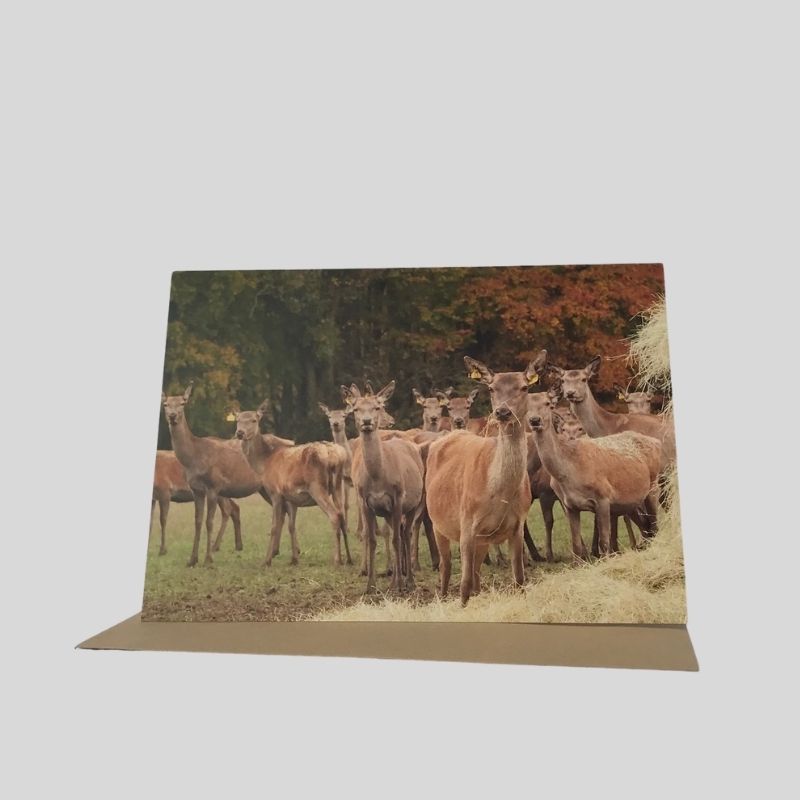 Red Deer Greetings Card