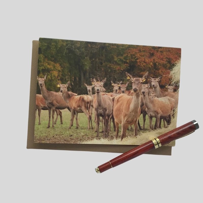 Red Deer Greetings Card