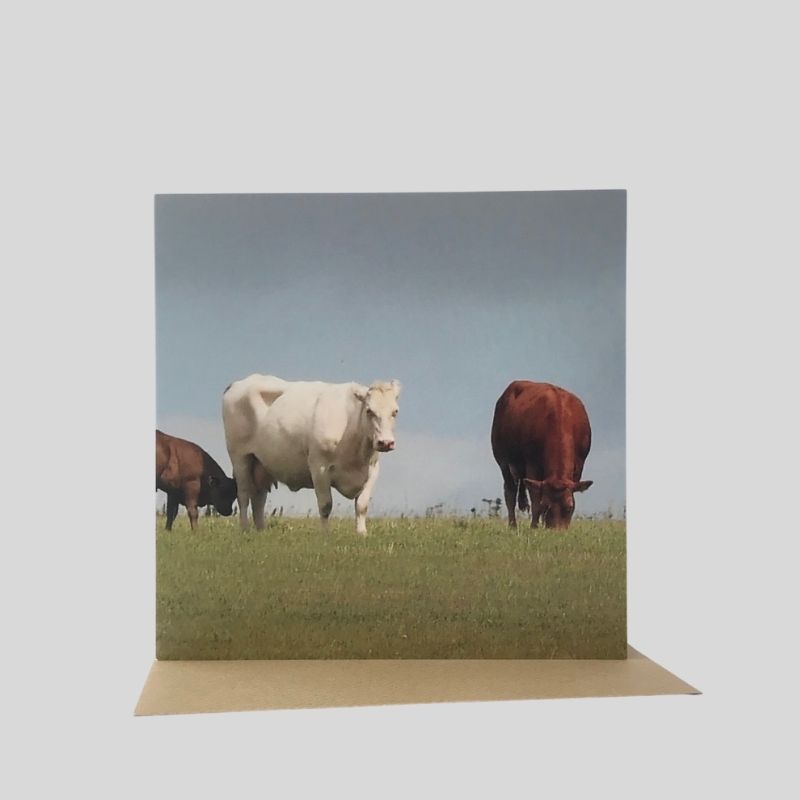 Cattle Greetings Card