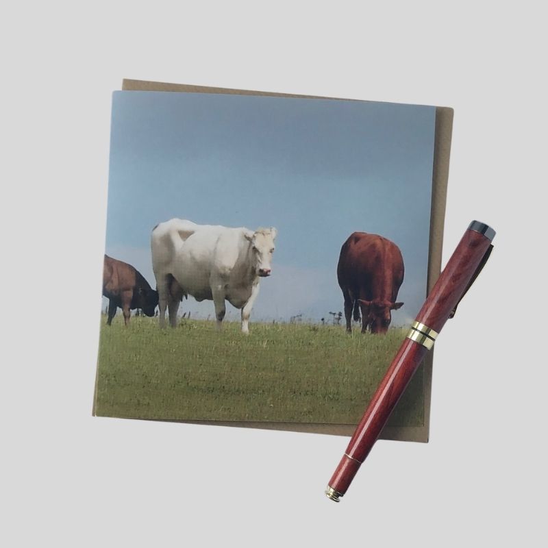 Cattle Greetings Card
