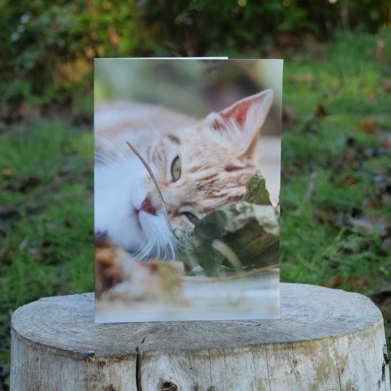 Cat Greetings Card on log outside
