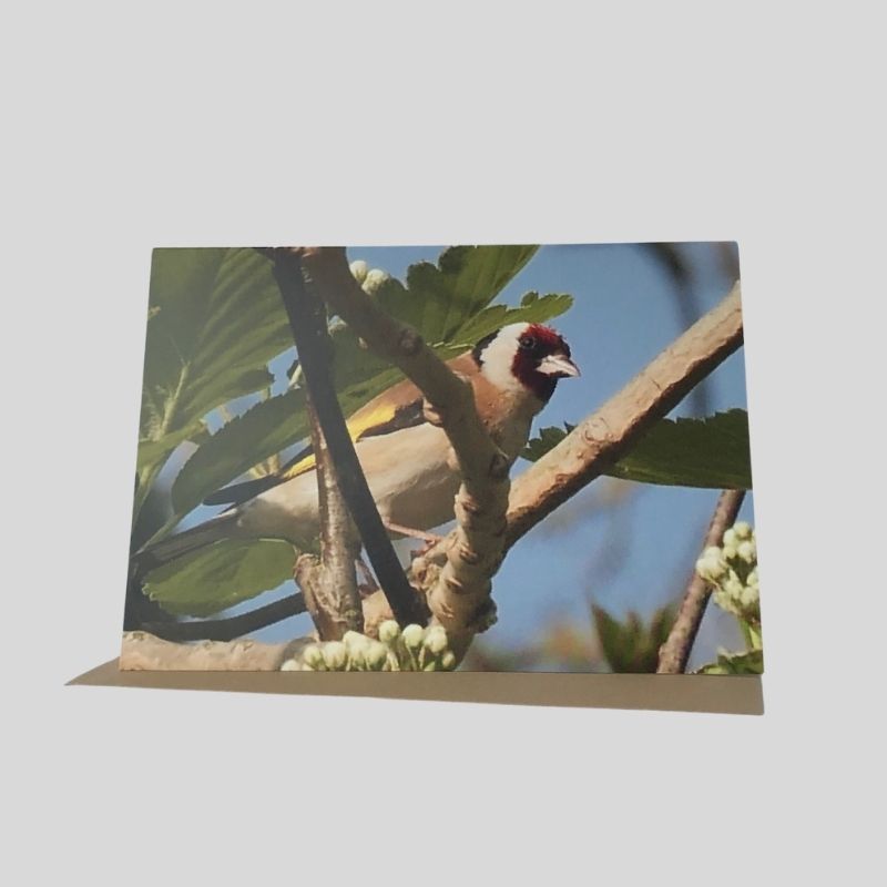 Goldfinch Greetings Card