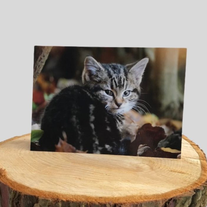 Kitten Greetings Card on log