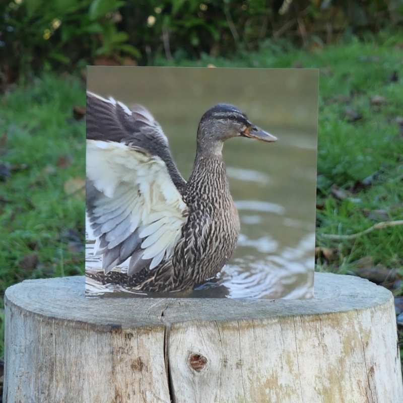 Mallard Duck Greetings Card on log outside