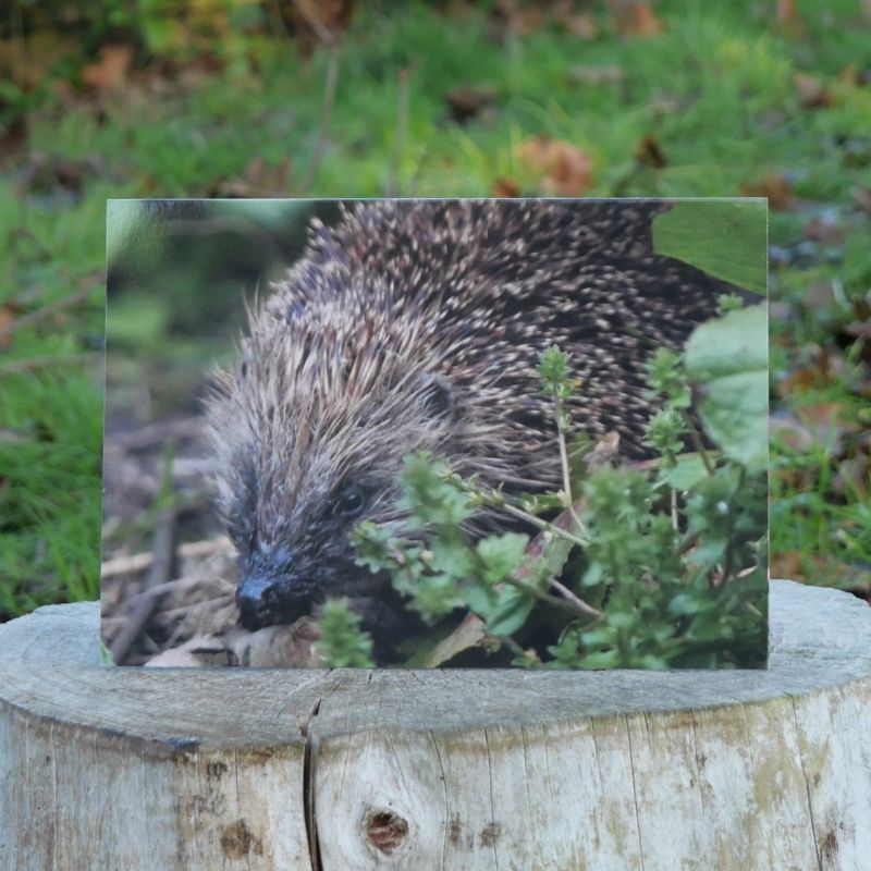 Hedgehog Greetings Card on log outside