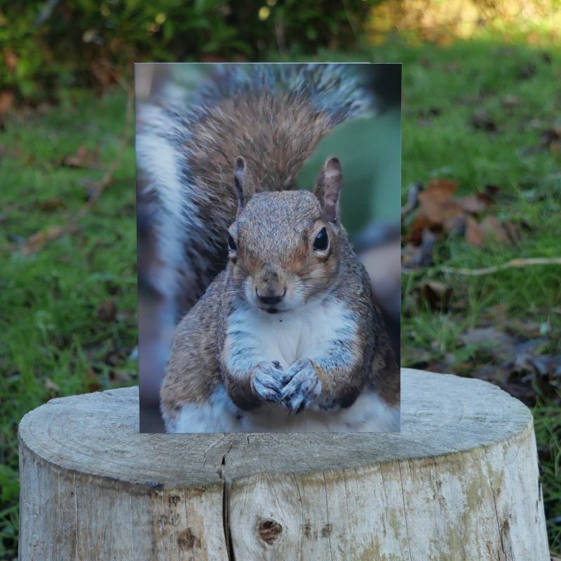 Squirrel Greetings Card on log outside