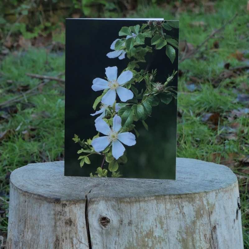 Wild Rose Greetings Card on log outside