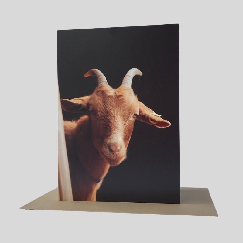 Golden Guernsey Goat Greetings Card