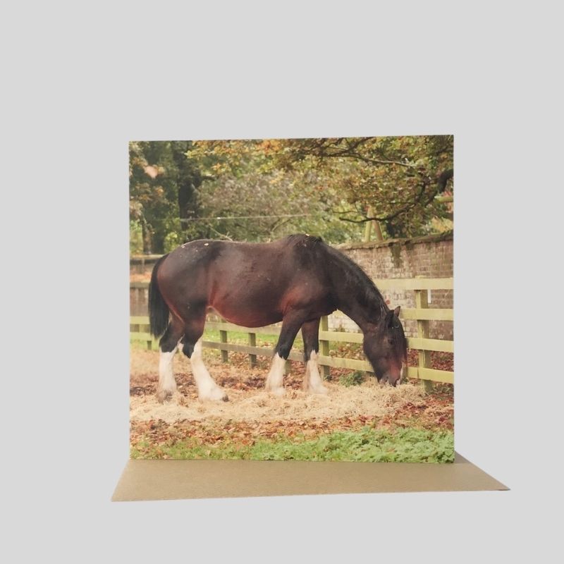 Shire Horse Greetings Card