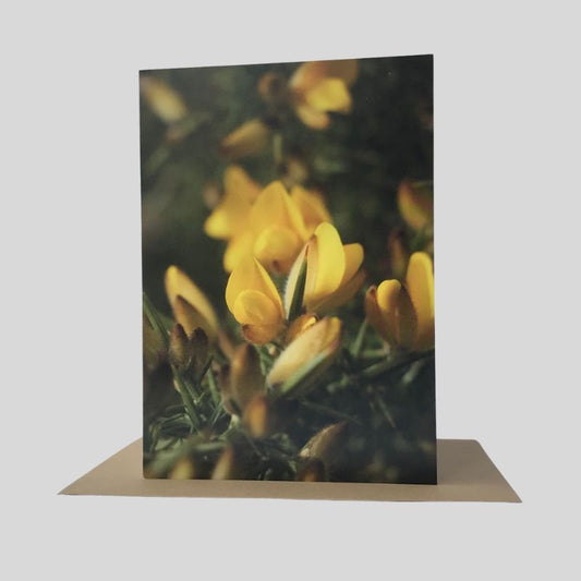 Wild Furze Greeting Card