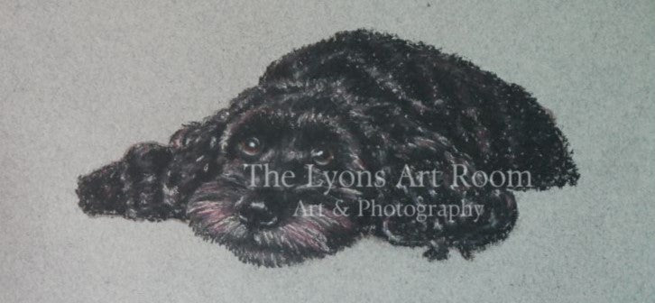 Pet Portraits & Other Subjects
