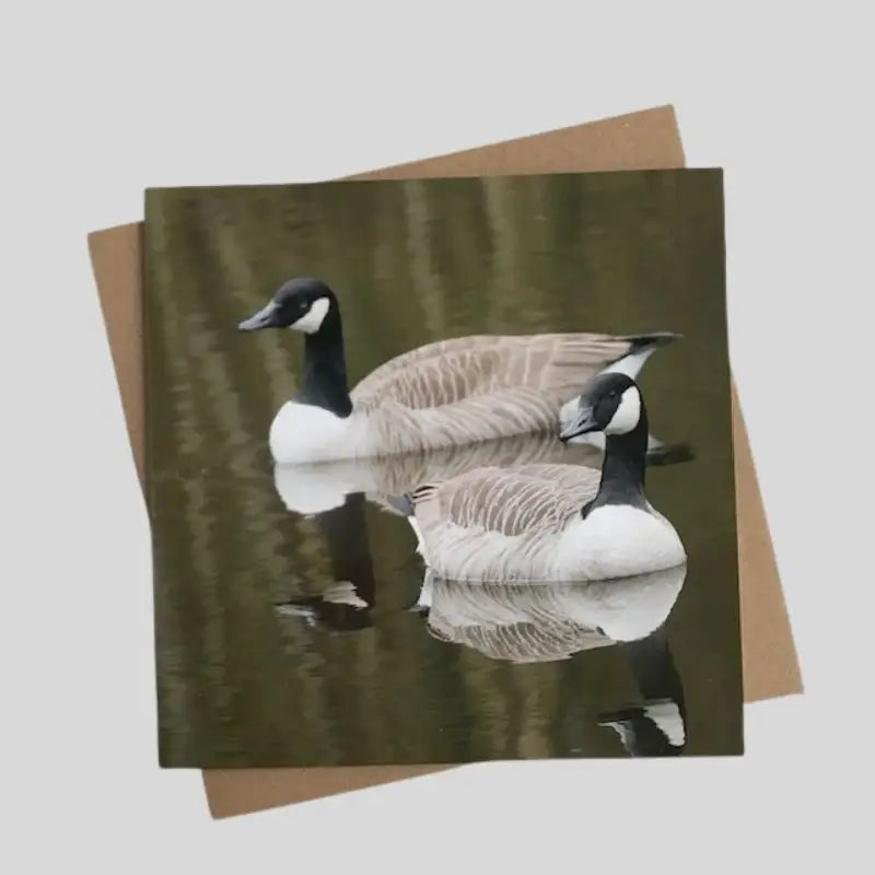 Canadian Geese Greetings Card