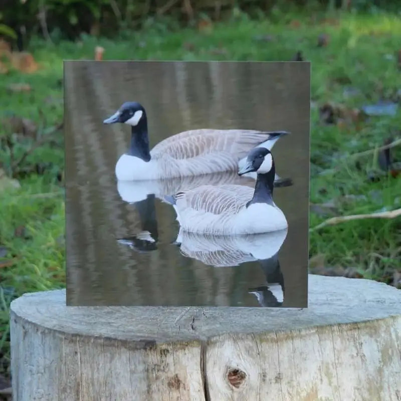 Canadian Geese Greetings Card on log outside