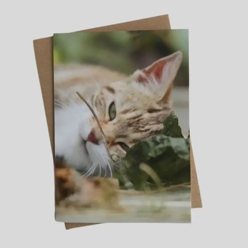 Cat Greetings Card