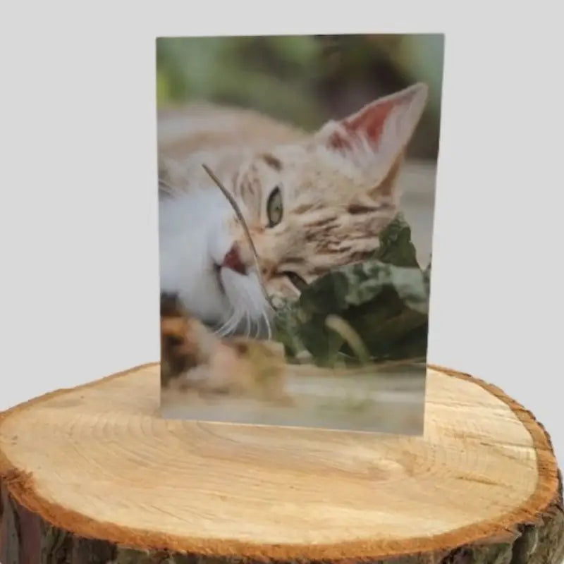 Cat Greetings Card on log