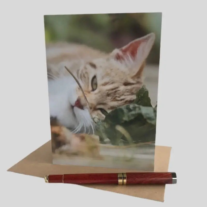 Cat Greetings Card