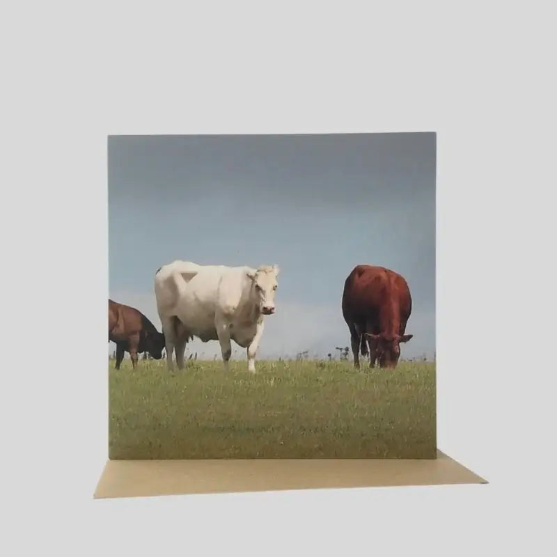 Cattle Greetings Card