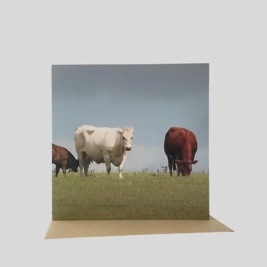 Cattle Greetings Card