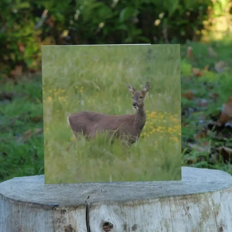 Deer Greetings Card on log outside