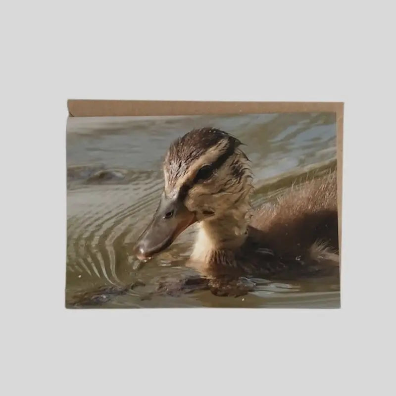 Duckling Greetings Card