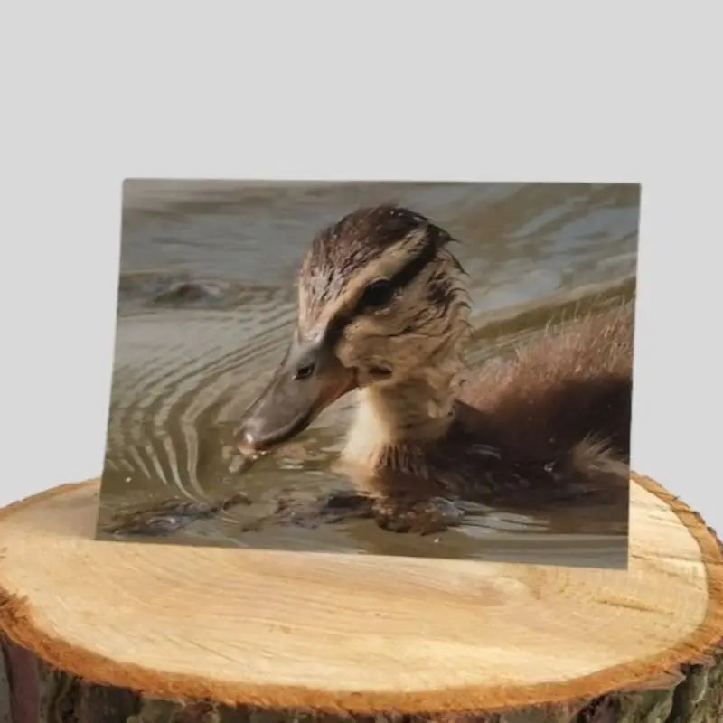 Duckling Greetings Card - Greetings Card