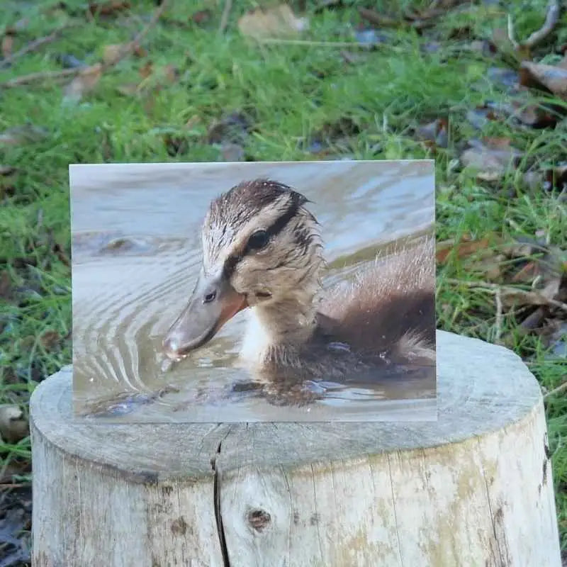 Duckling Greetings Card - Greetings Card
