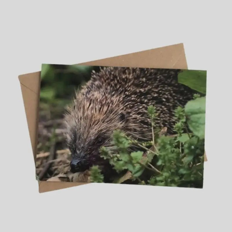 Hedgehog Greetings Card