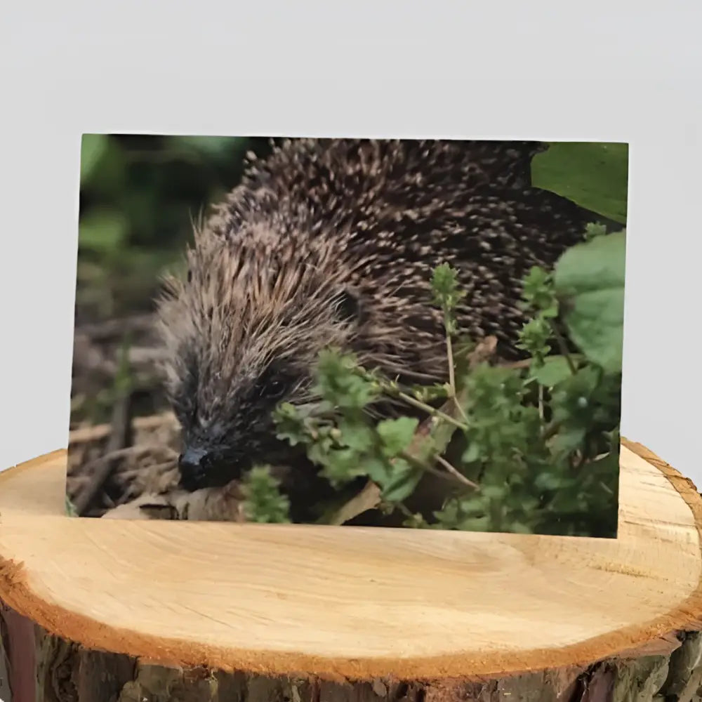 Hedgehog Greetings Card on log
