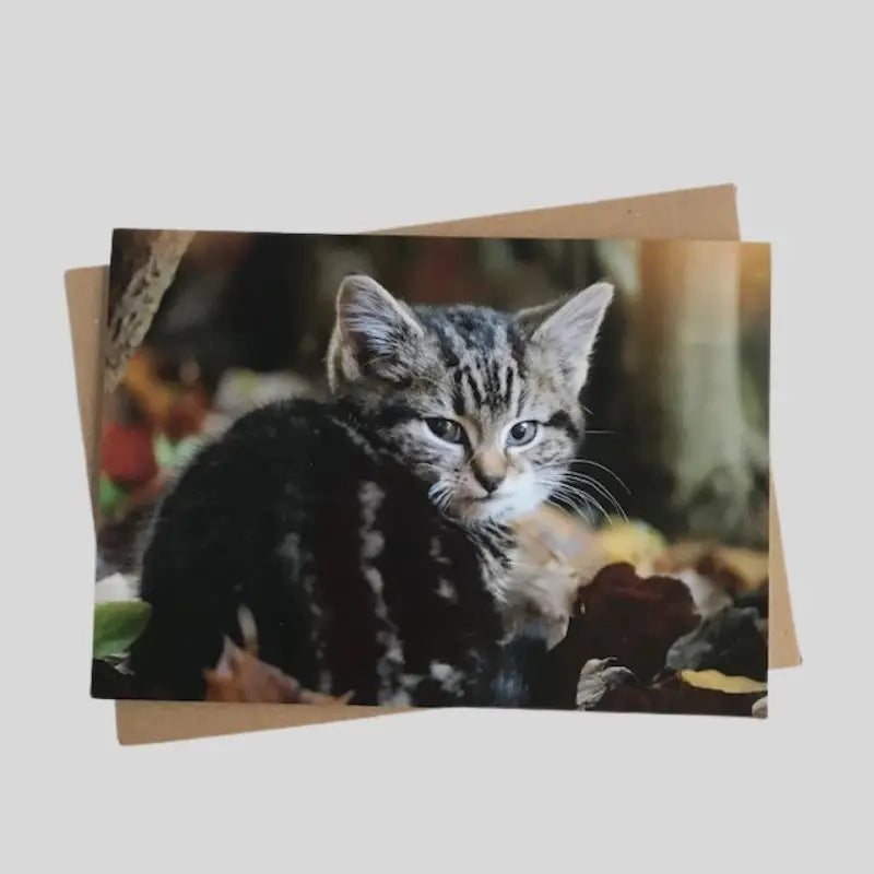 Kitten Greetings Card