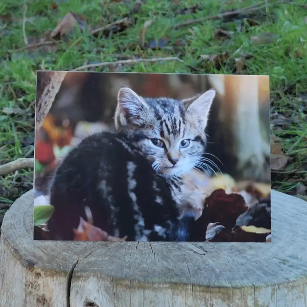 Kitten Greetings Card on log outside