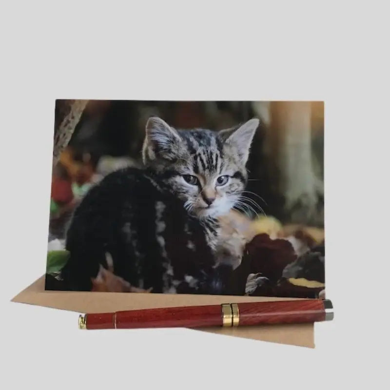 Kitten Greetings Card