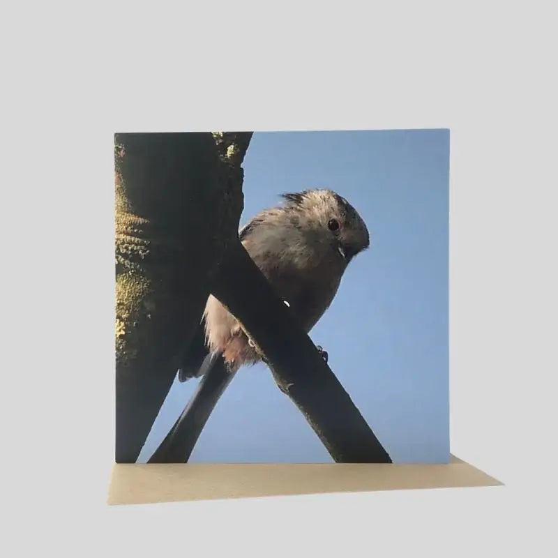 Long-Tailed Tit Greetings Card
