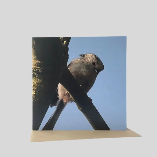 Long-Tailed Tit Greetings Card