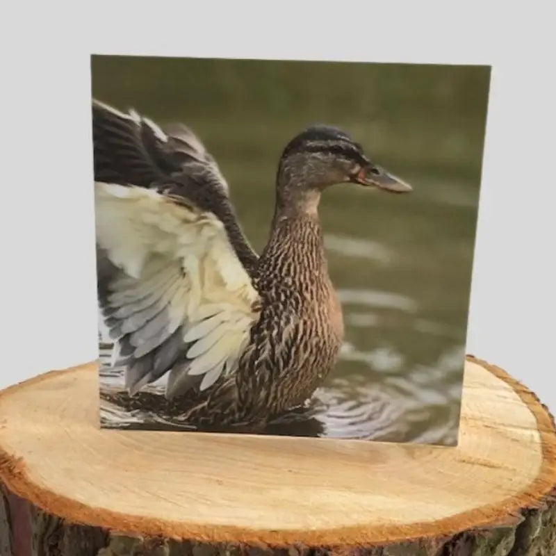 Mallard Duck Greetings Card on log