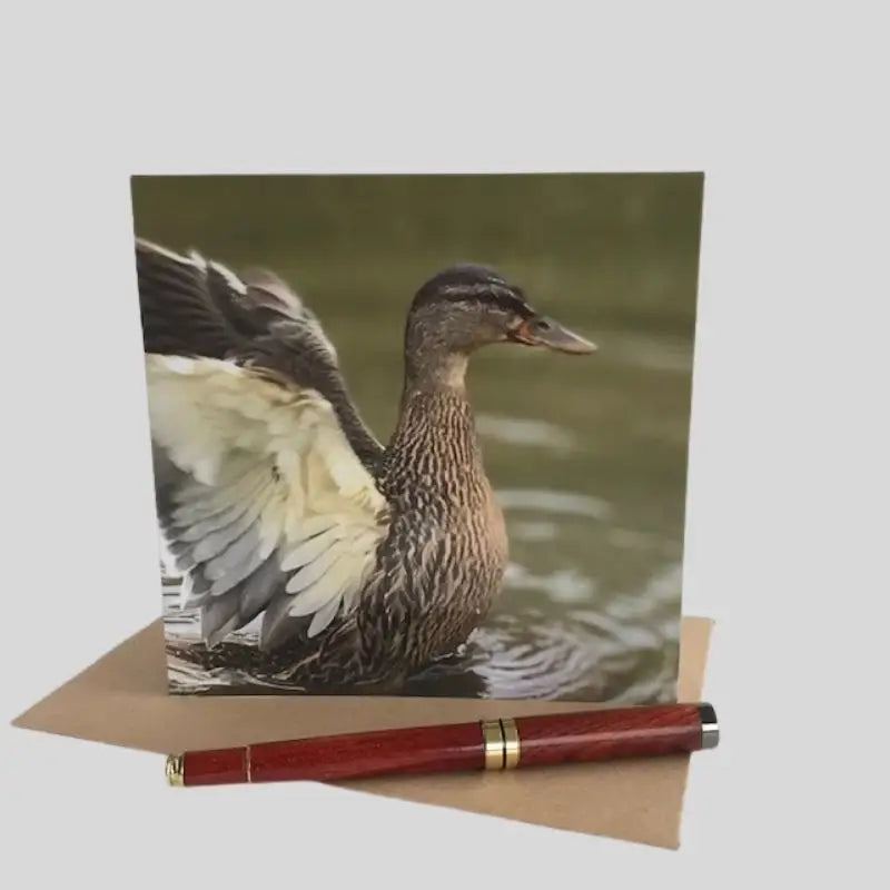 Mallard Duck Greetings Card