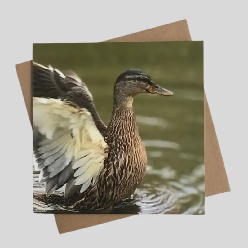 Mallard Duck Greetings Card