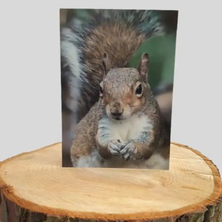 Photographic Squirrel greetings card on log