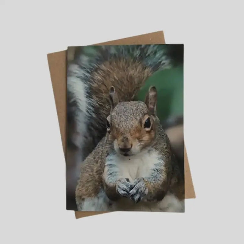 Squirrel Greetings Card