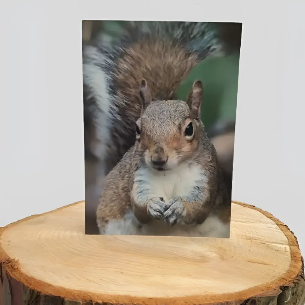 Squirrel Greetings Card on log
