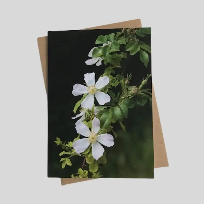 Wild Rose Greetings Card
