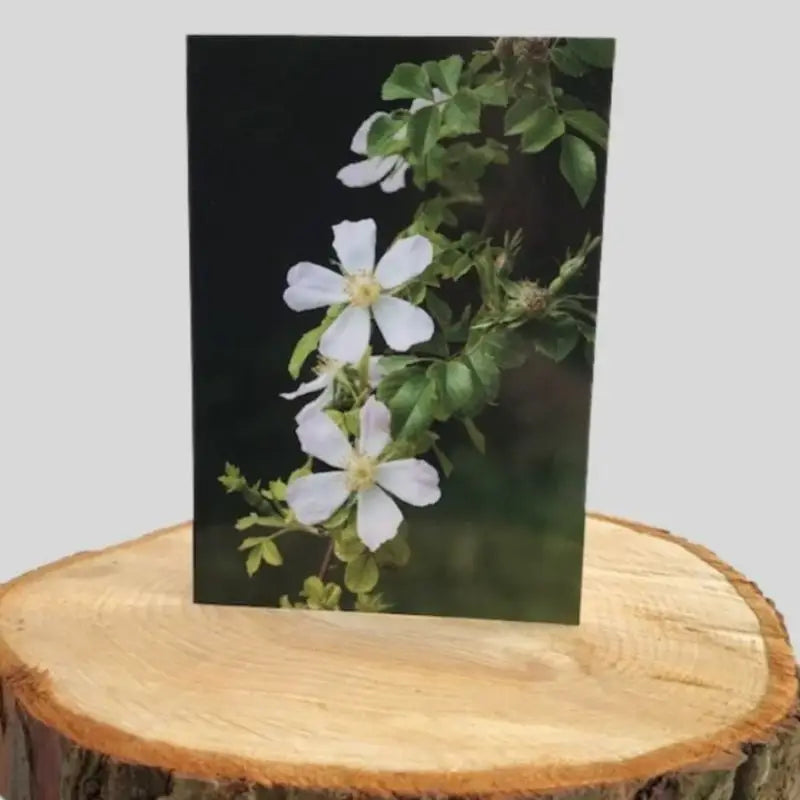 Wild Rose Greetings Card on log
