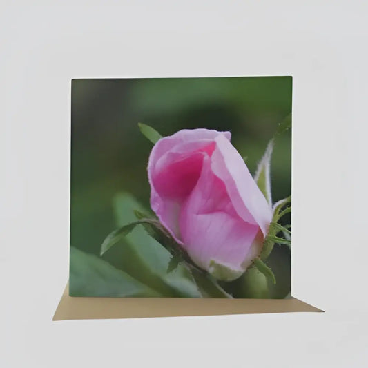 Wild Pink Rose Greetings Card